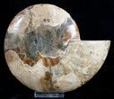 Inch Wide Ammonite (Half) - Crystal Lined Chambers #3528-1